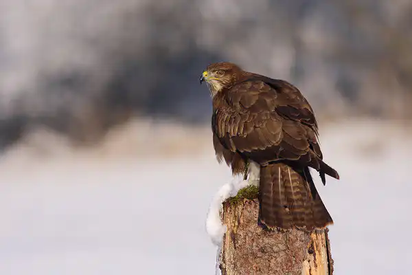 Myšiak lesný (Buteo buteo)