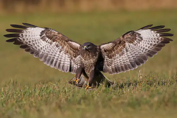 Myšiak lesný (Buteo buteo)