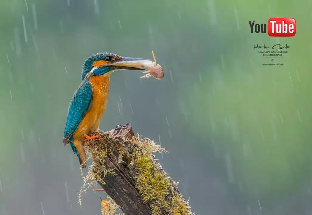 Rybárik riečny (Alcedo atthis)