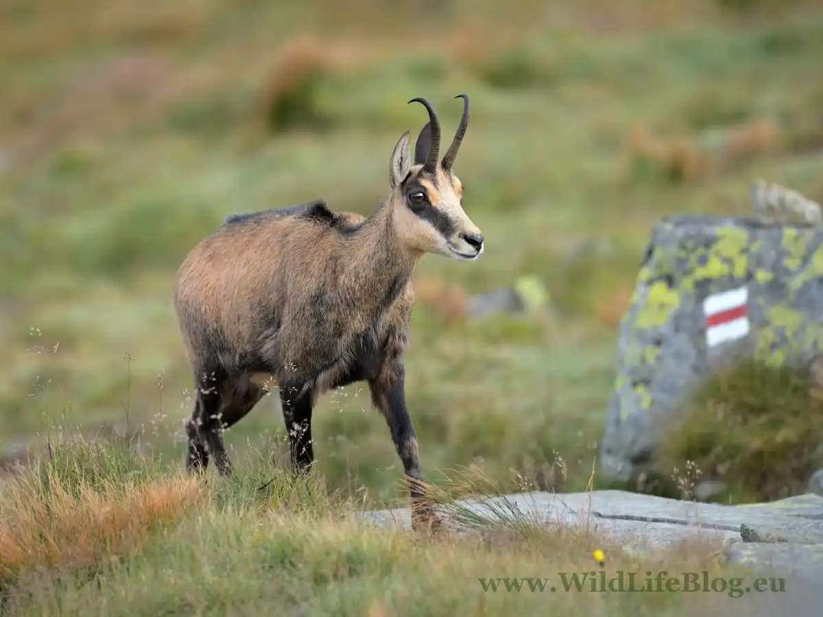 Kamzík vrchovský (Rupicapra rupicapra)