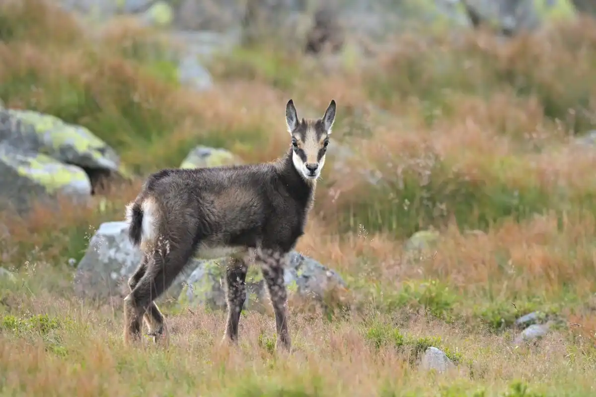 Kamzík vrchovský (Rupicapra rupicapra)