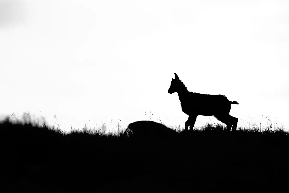 Kamzík vrchovský (Rupicapra rupicapra)