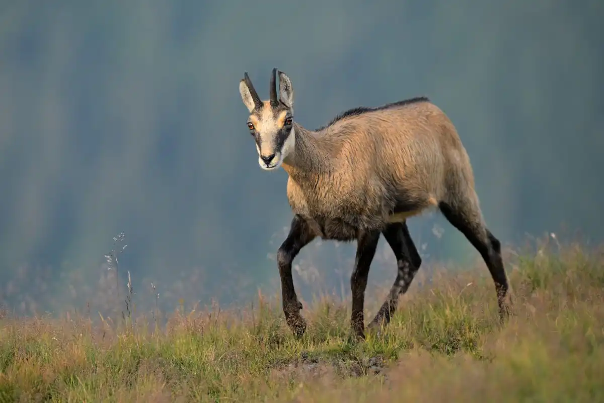 Kamzík vrchovský (Rupicapra rupicapra)
