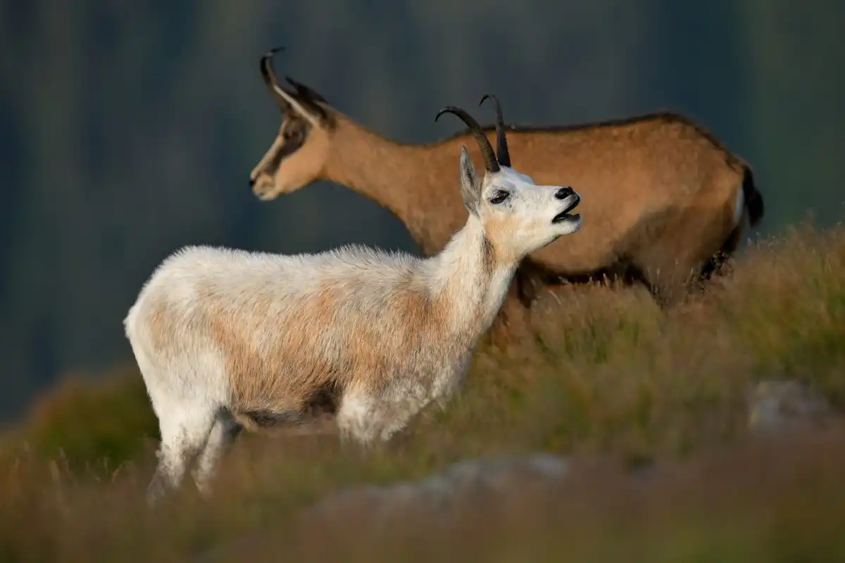 Kamzík vrchovský (Rupicapra rupicapra)