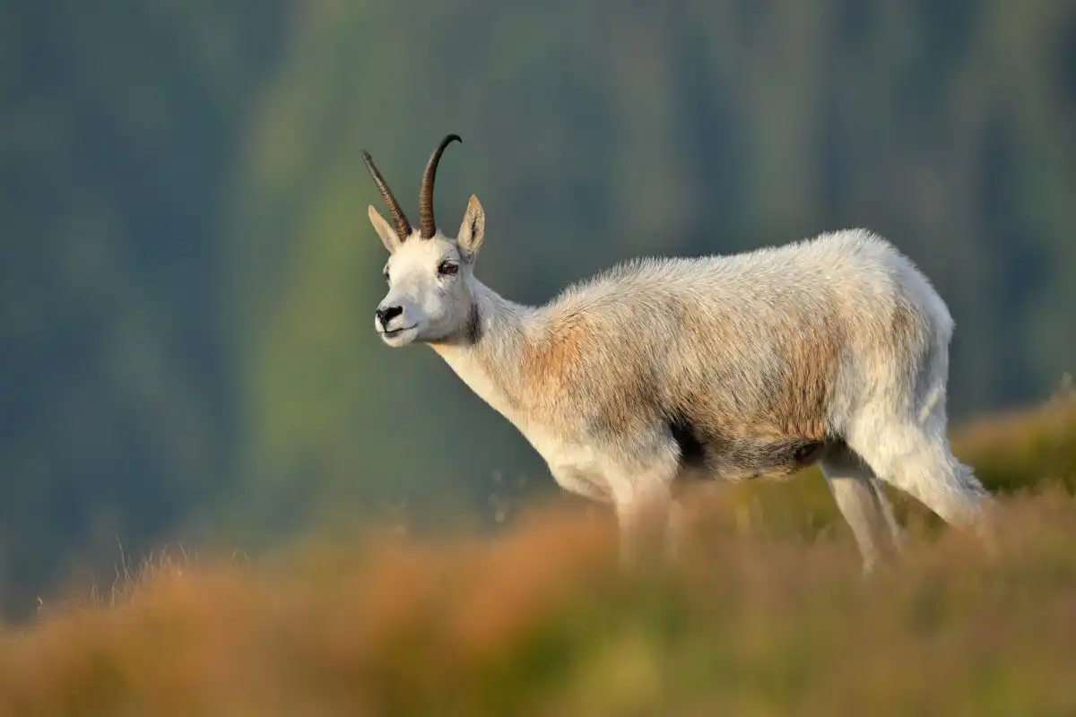 Kamzík vrchovský (Rupicapra rupicapra)