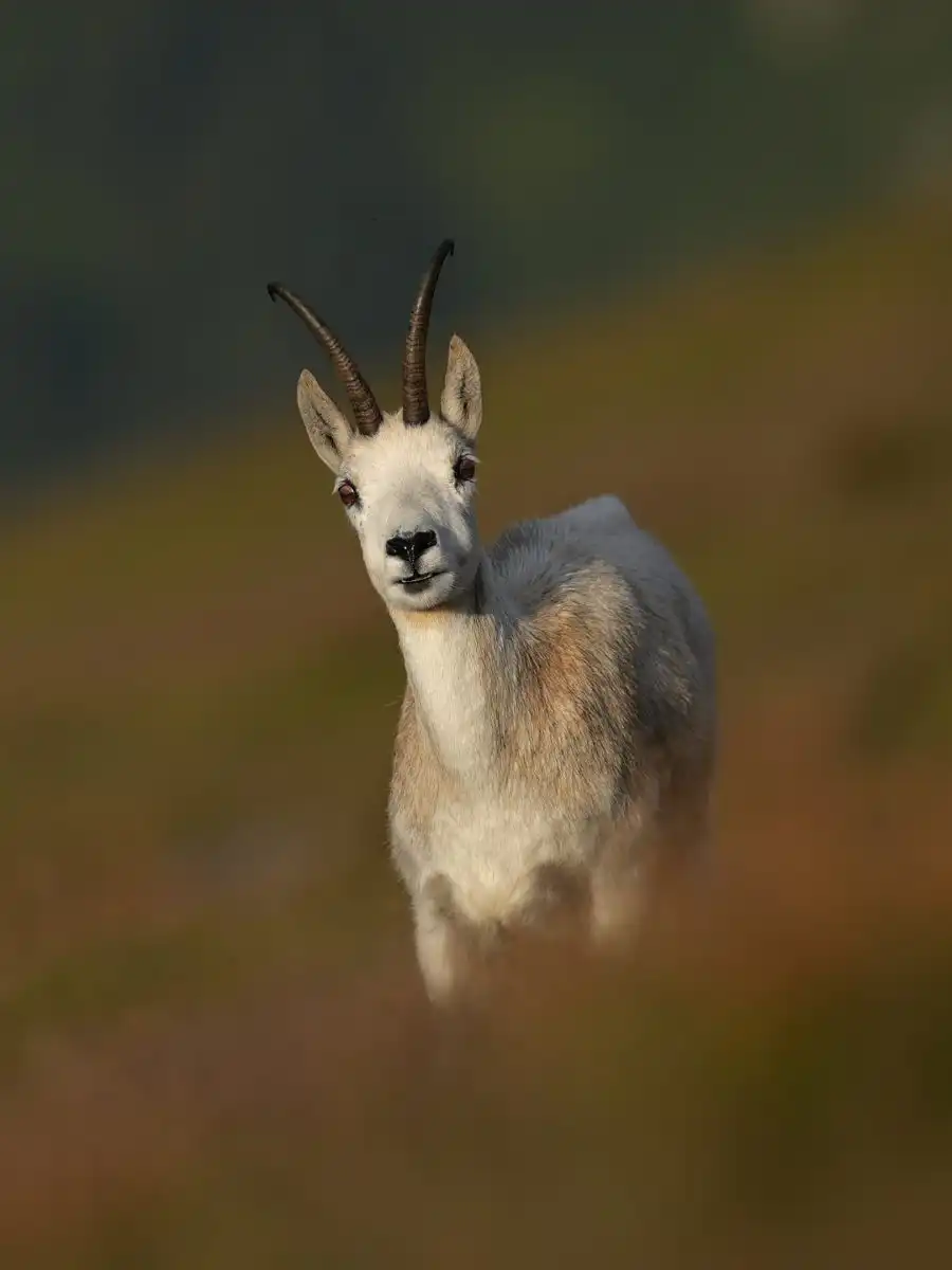 Kamzík vrchovský (Rupicapra rupicapra)