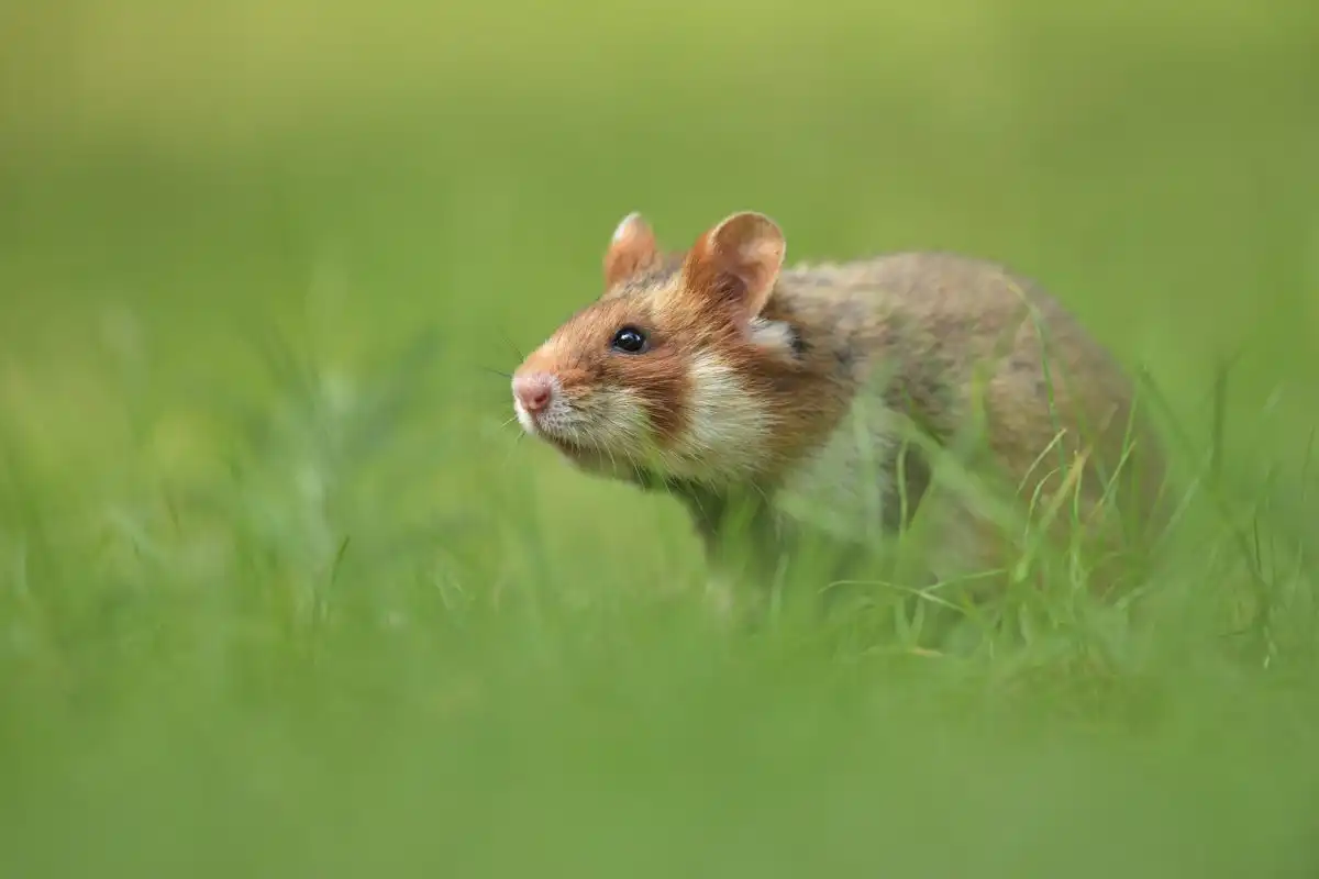 chrček poľný (Cricetus cricetus)