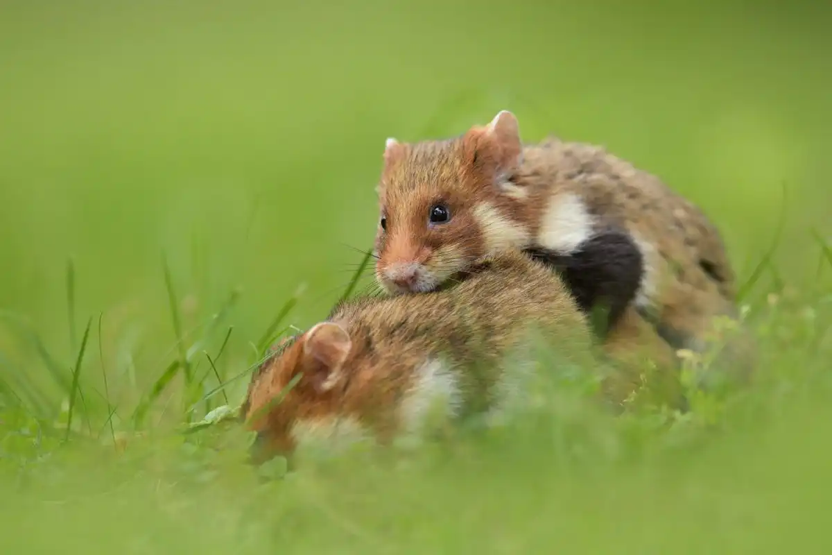chrček poľný (Cricetus cricetus)