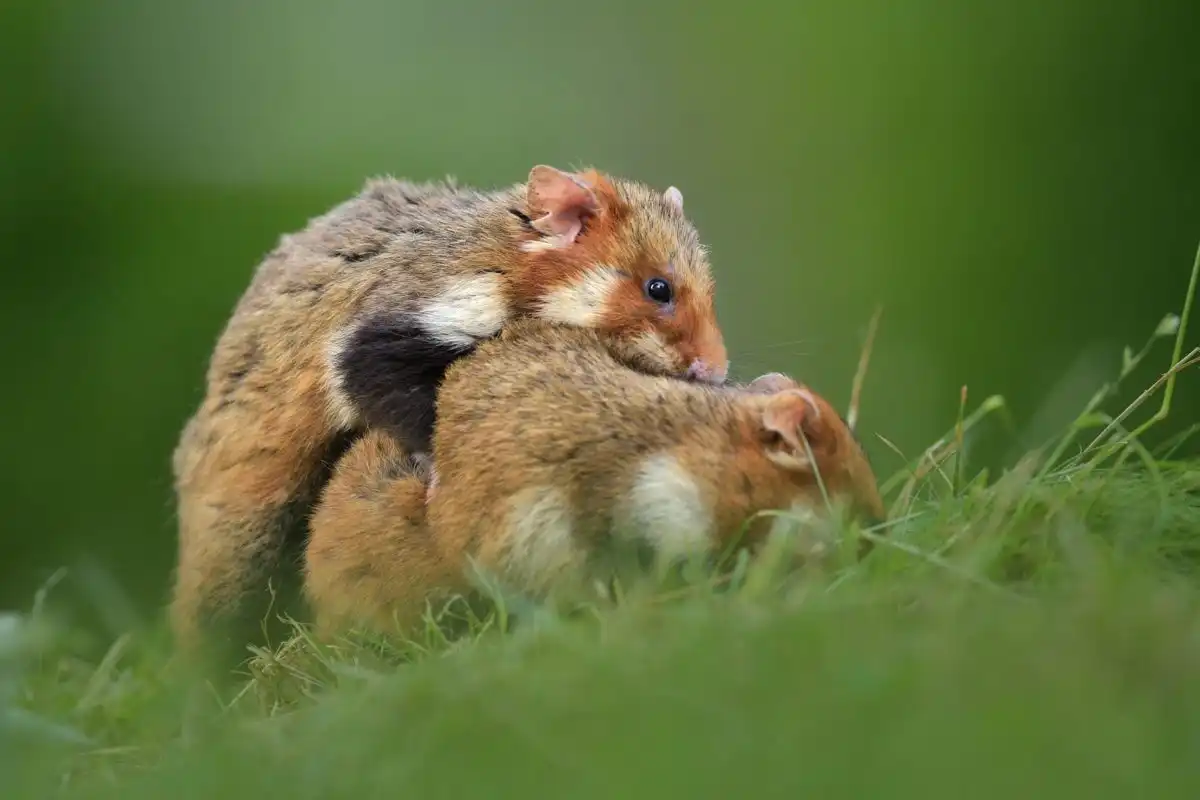 chrček poľný (Cricetus cricetus)