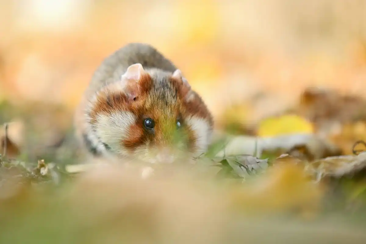 chrček poľný (Cricetus cricetus)