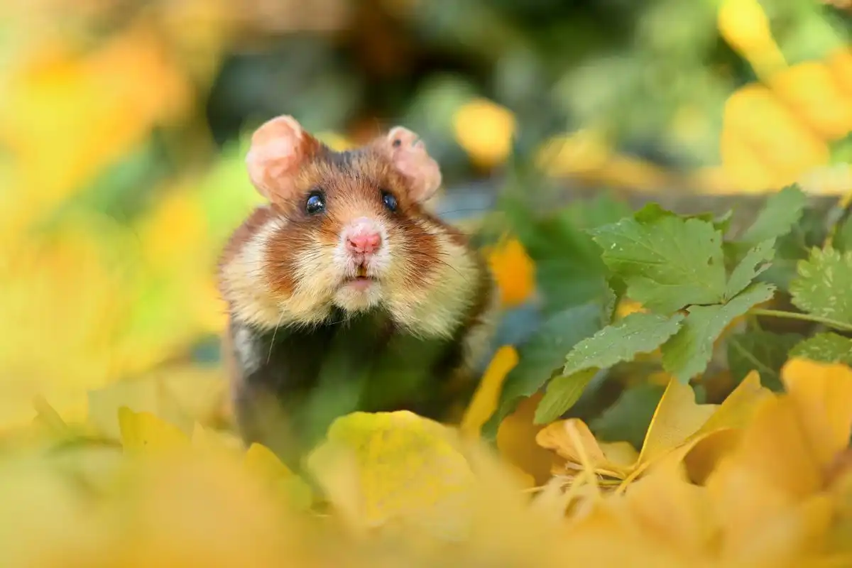 chrček poľný (Cricetus cricetus)