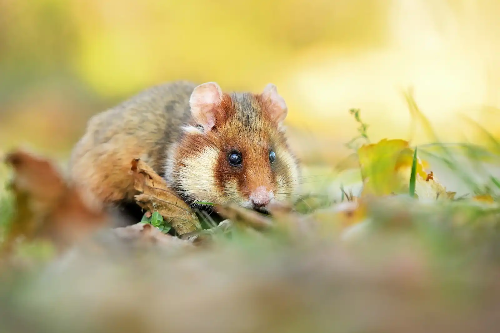chrček poľný (Cricetus cricetus)