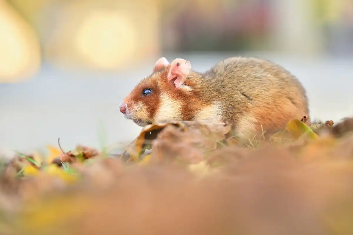 chrček poľný (Cricetus cricetus)