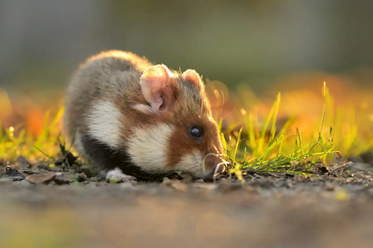 chrček poľný (Cricetus cricetus)