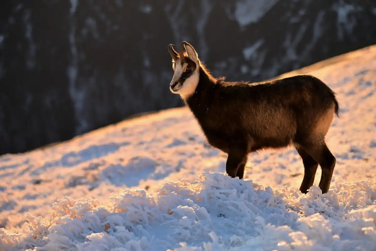 Kamzík vrchovský (Rupicapra rupicapra)