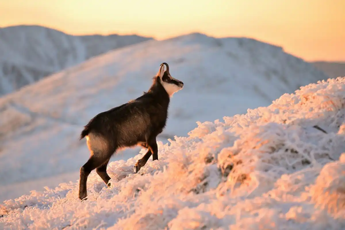 Kamzík vrchovský (Rupicapra rupicapra)