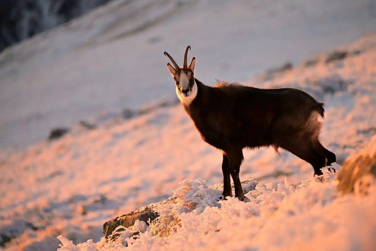 Kamzík vrchovský (Rupicapra rupicapra)