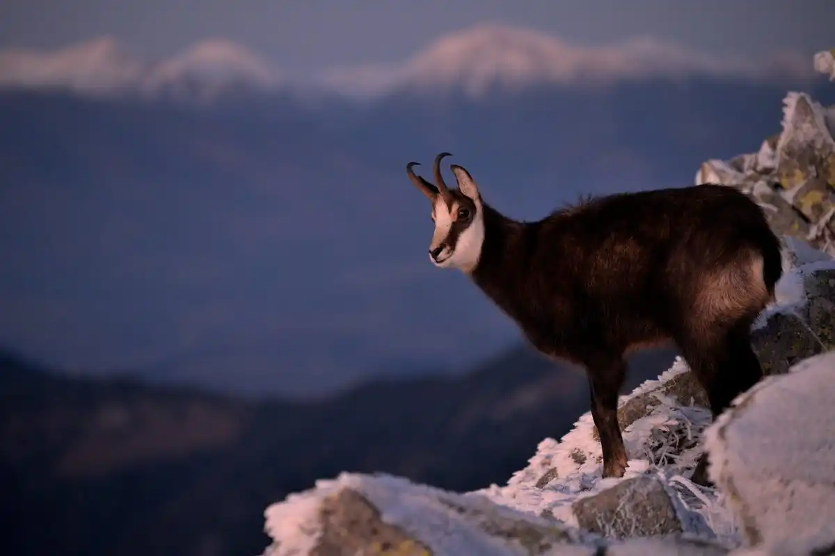 Kamzík vrchovský (Rupicapra rupicapra)