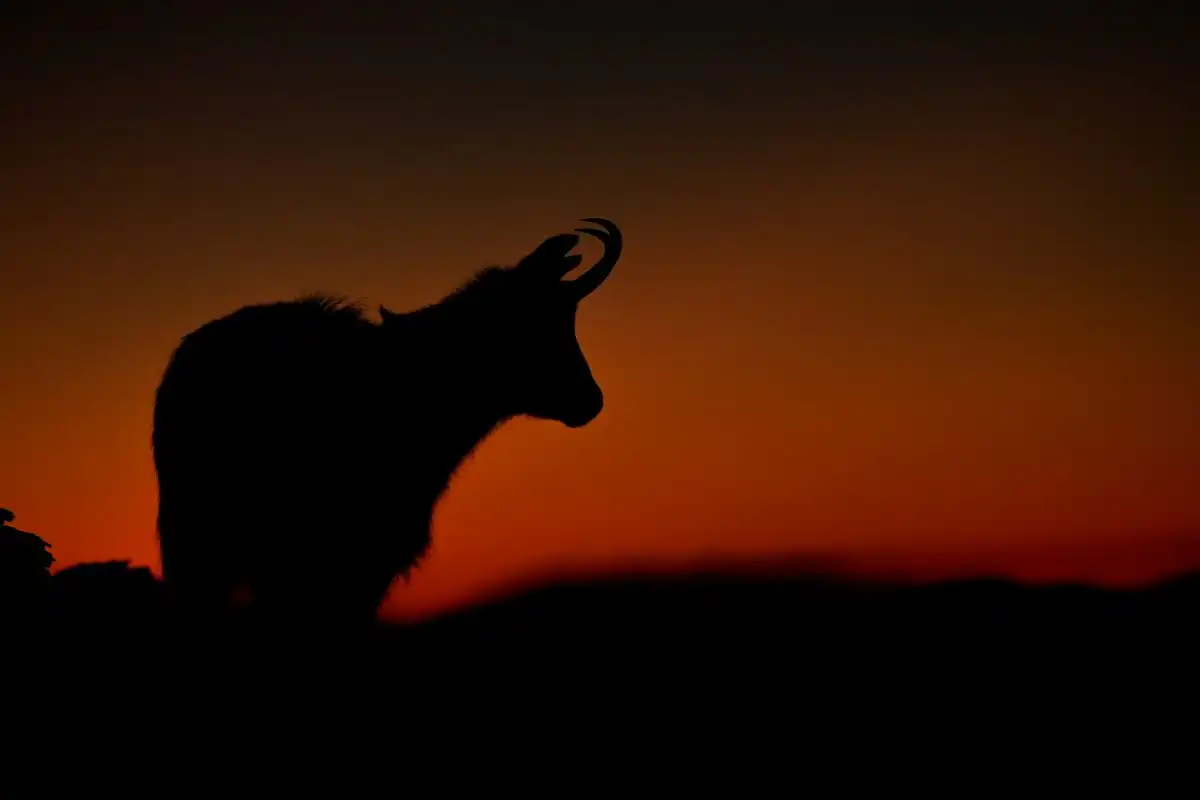 Kamzík vrchovský (Rupicapra rupicapra)