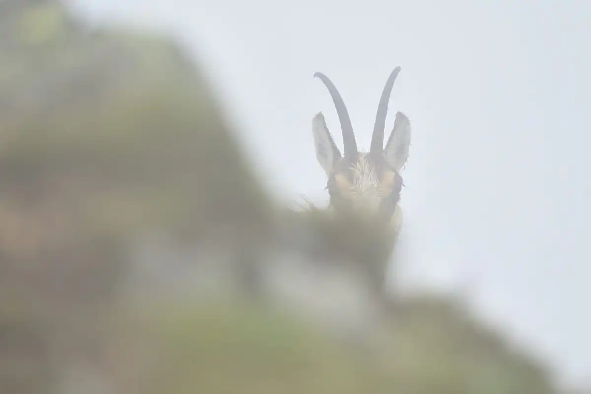 Kamzík vrchovský (Rupicapra rupicapra)