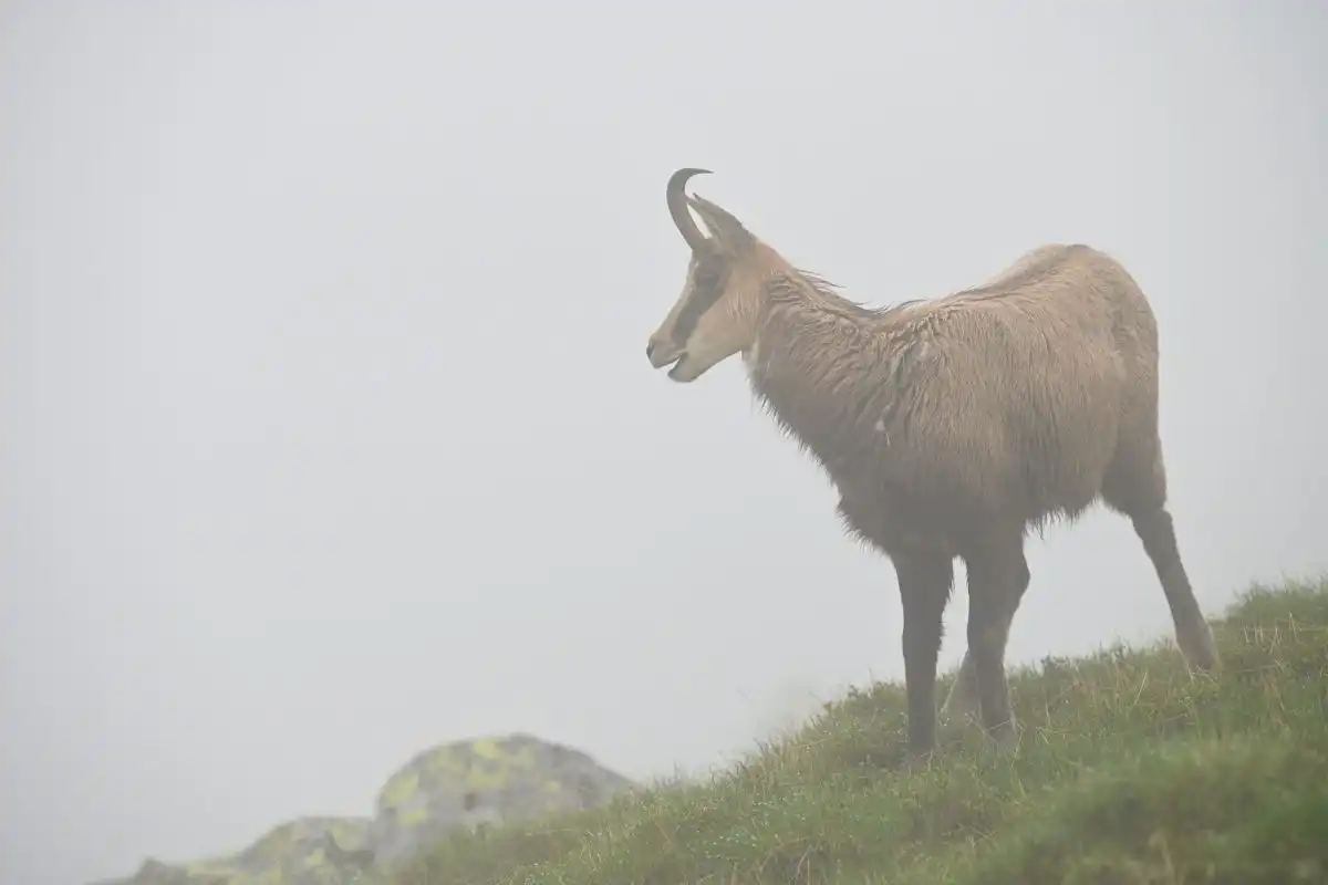 Kamzík vrchovský (Rupicapra rupicapra)