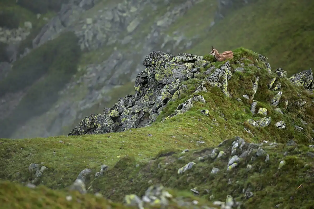 Kamzík vrchovský (Rupicapra rupicapra)