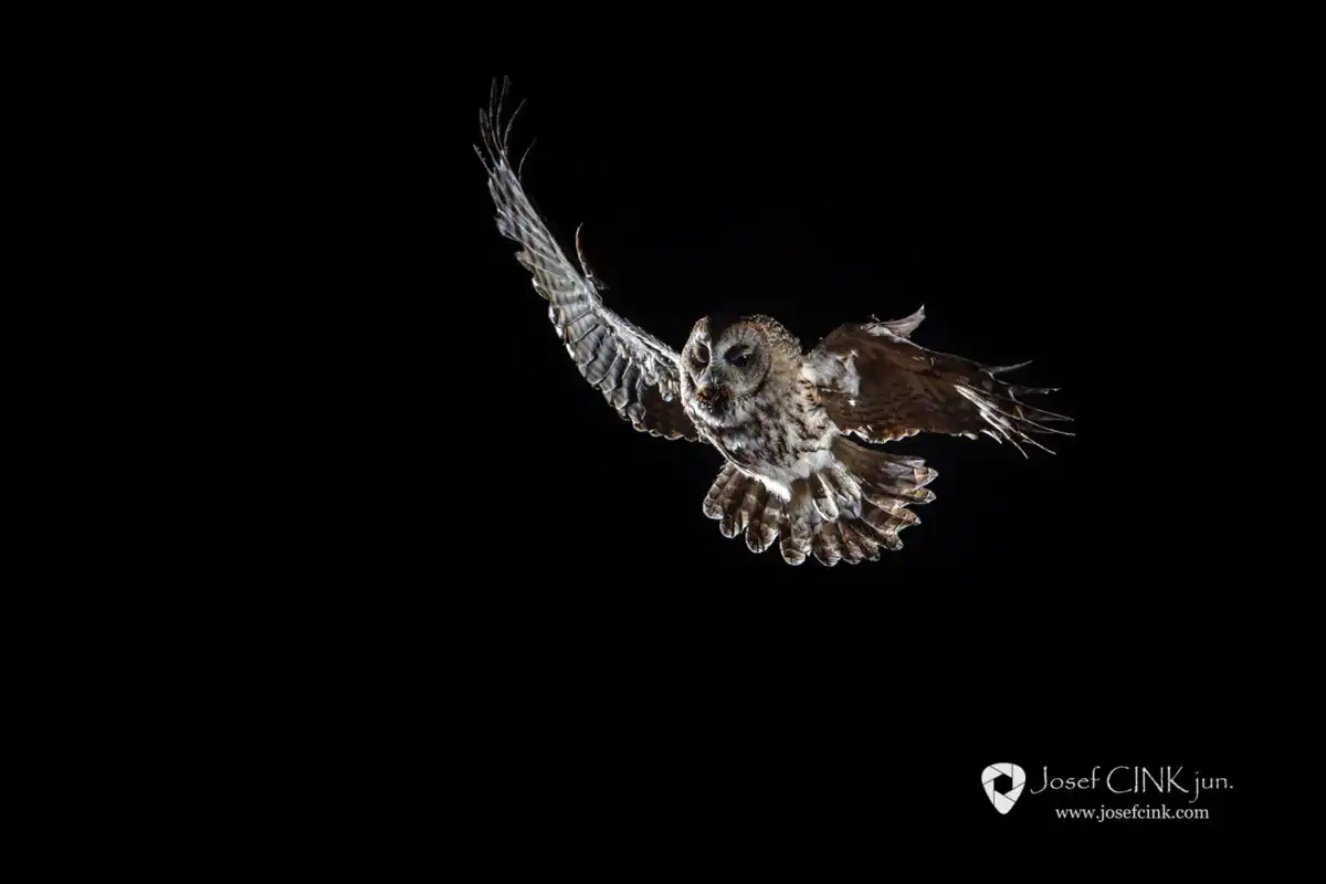 Puštík obecný ( Strix aluco )