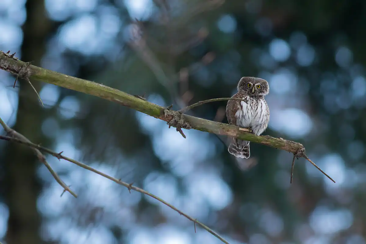 Kuvičok vrabčí (Glaucidium passerinum)