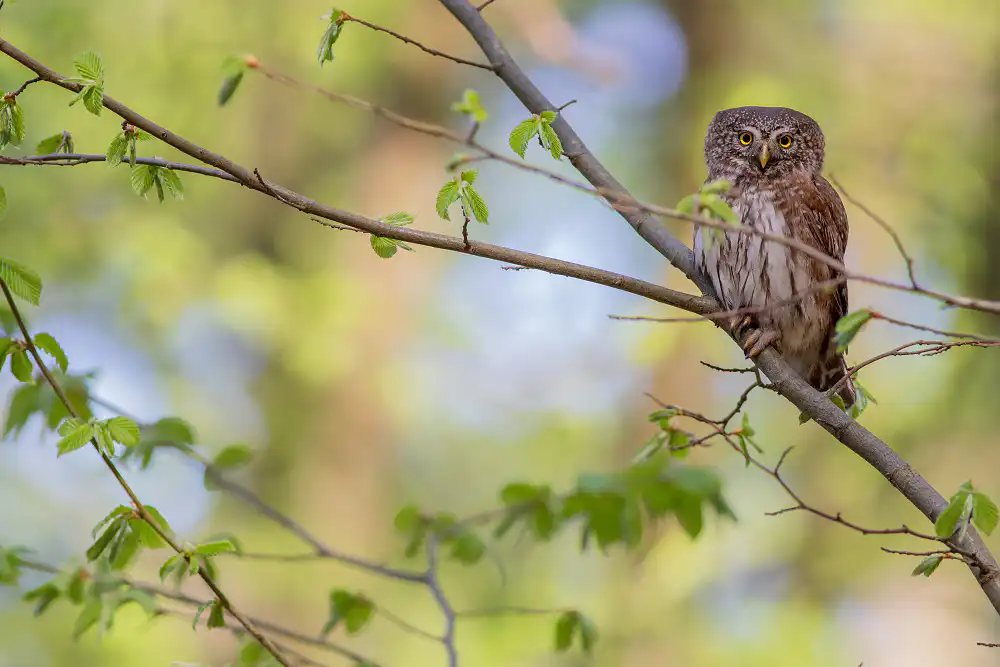 Kuvičok vrabčí (Glaucidium passerinum)