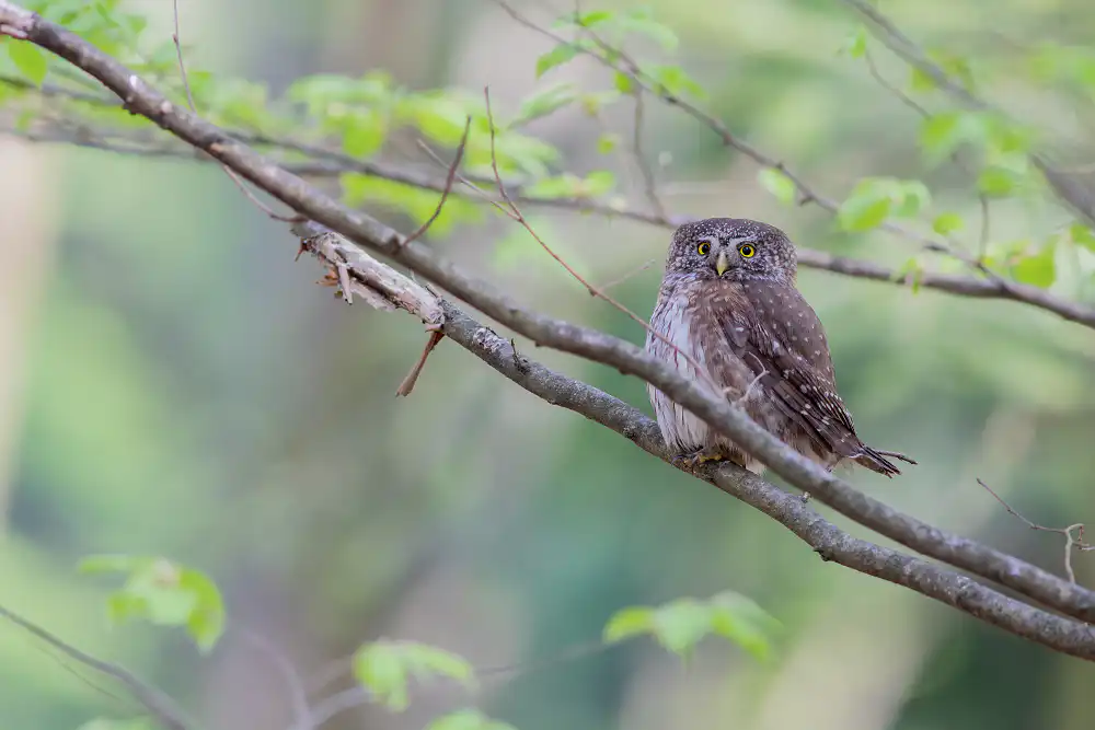 Kuvičok vrabčí (Glaucidium passerinum)