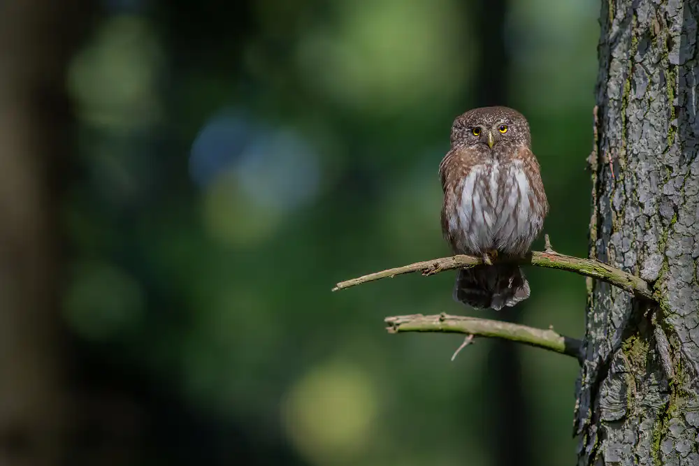 Kuvičok vrabčí (Glaucidium passerinum)