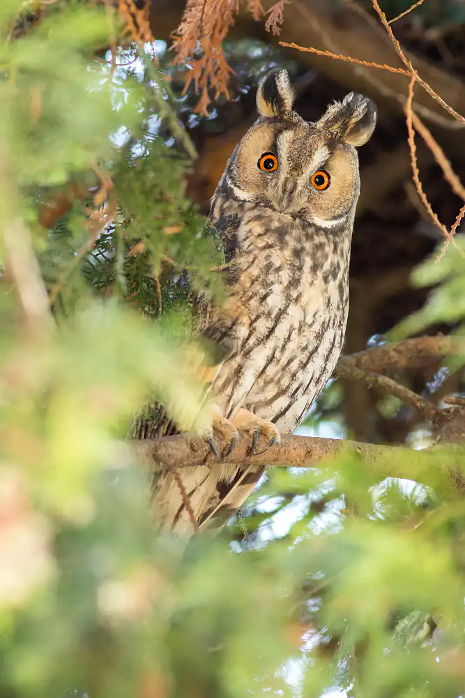 Myšiarka ušatá (Asio otus)