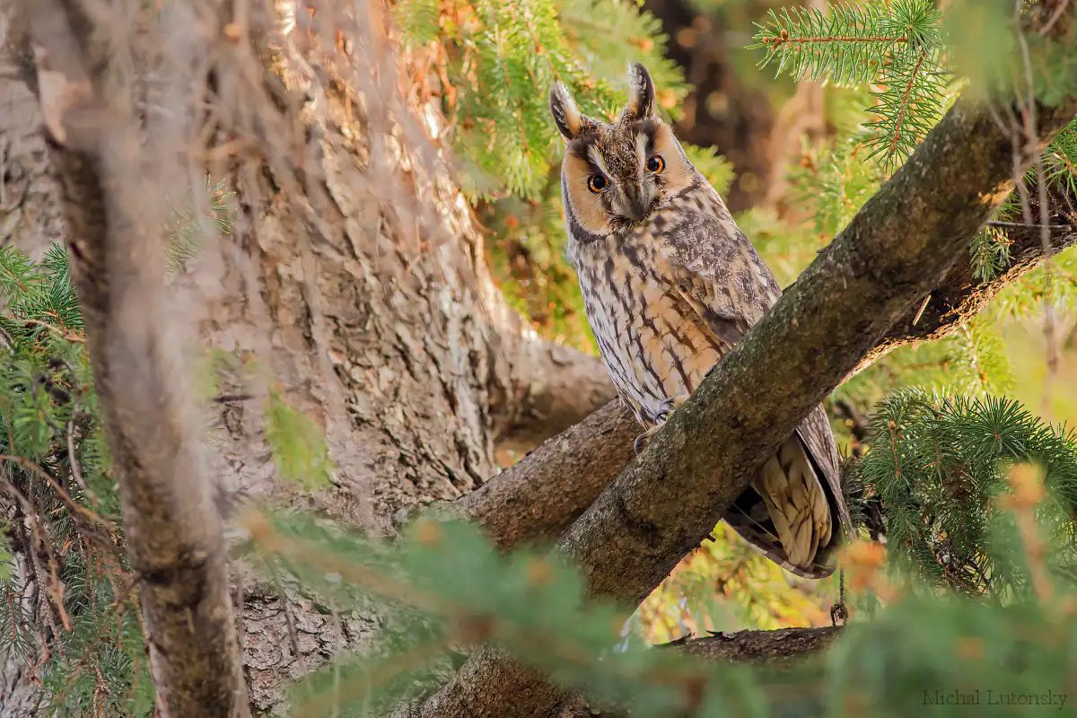 Myšiarka ušatá (Asio otus)