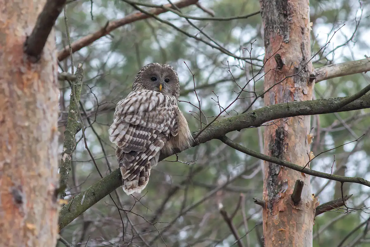 Sova dlhochvostá (Strix uralensis)