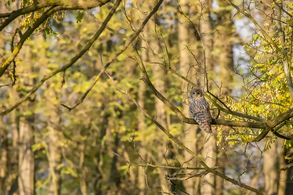 Sova dlhochvostá (Strix uralensis)