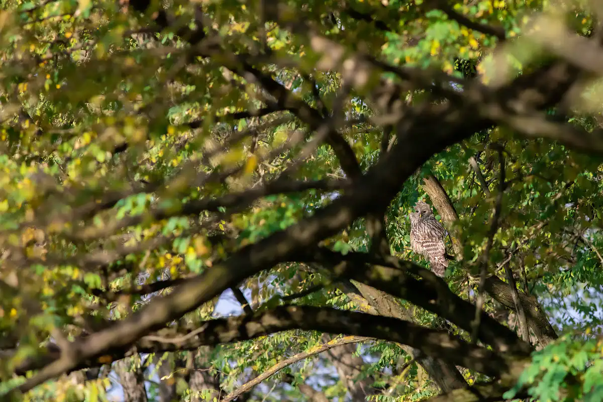 Sova dlhochvostá (Strix uralensis)