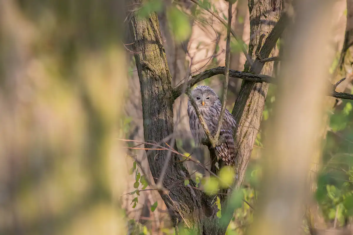 Sova dlhochvostá (Strix uralensis)