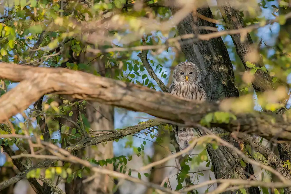 Sova dlhochvostá (Strix uralensis)