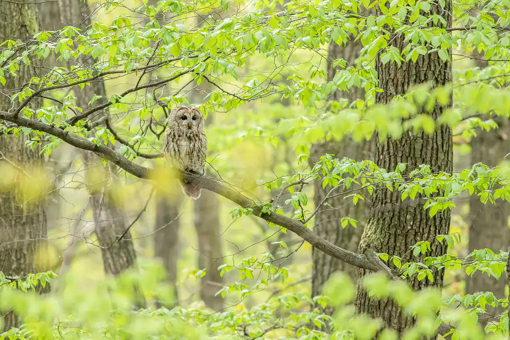 Sova lesná (Strix aluco)