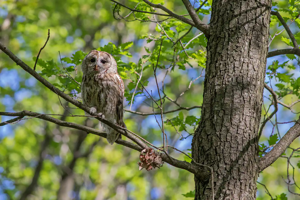 Sova lesná (Strix aluco)