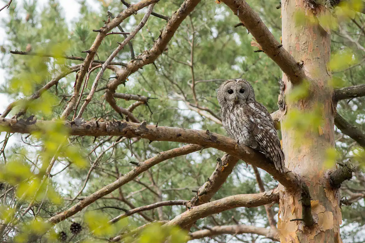Sova lesná (Strix aluco)