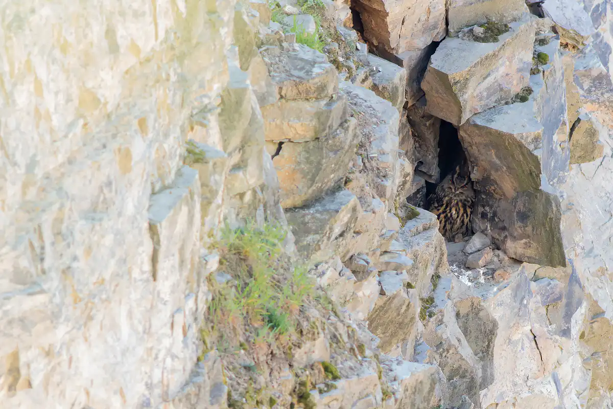 Výr veľký ( Bubo bubo )