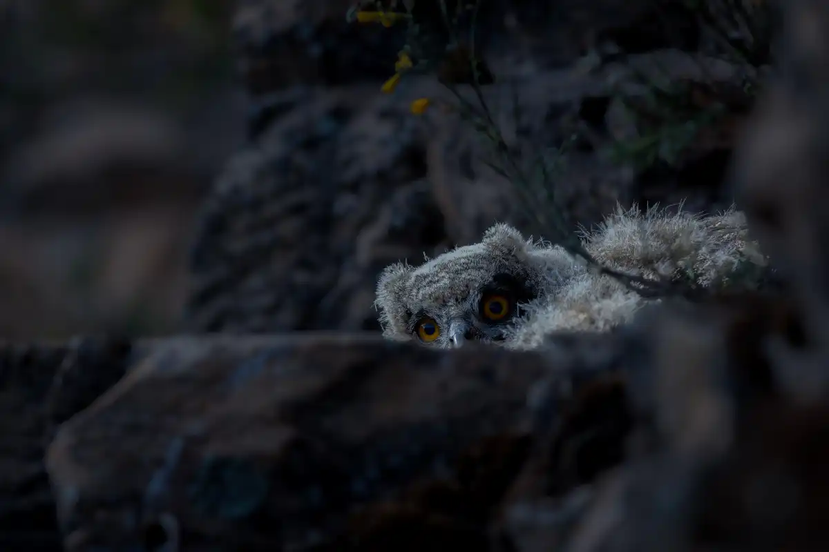 Výr veľký ( Bubo bubo )
