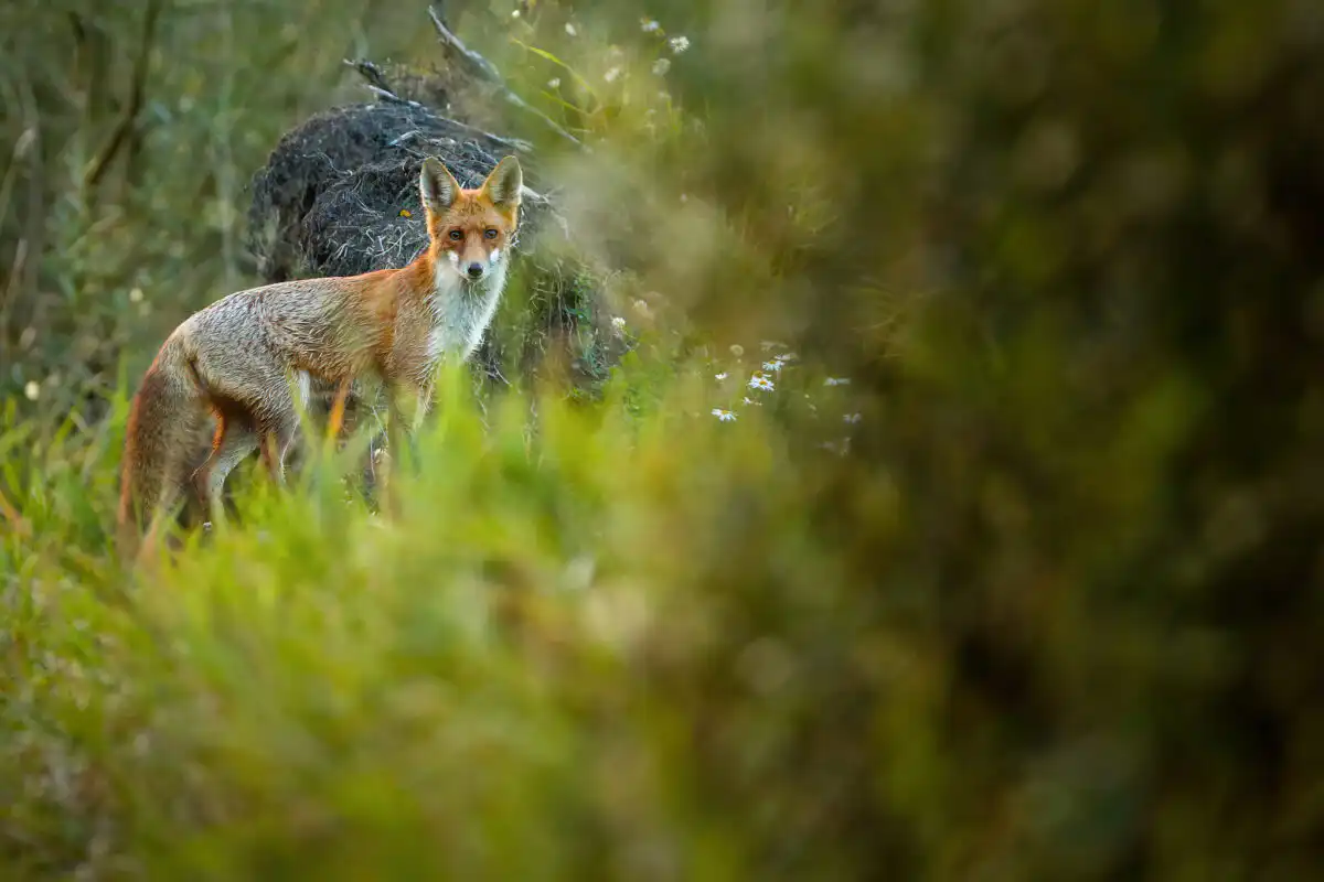 Líška hrdzavá ( Vulpes vulpes )