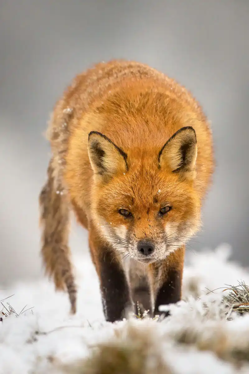 Líška hrdzavá ( Vulpes vulpes )