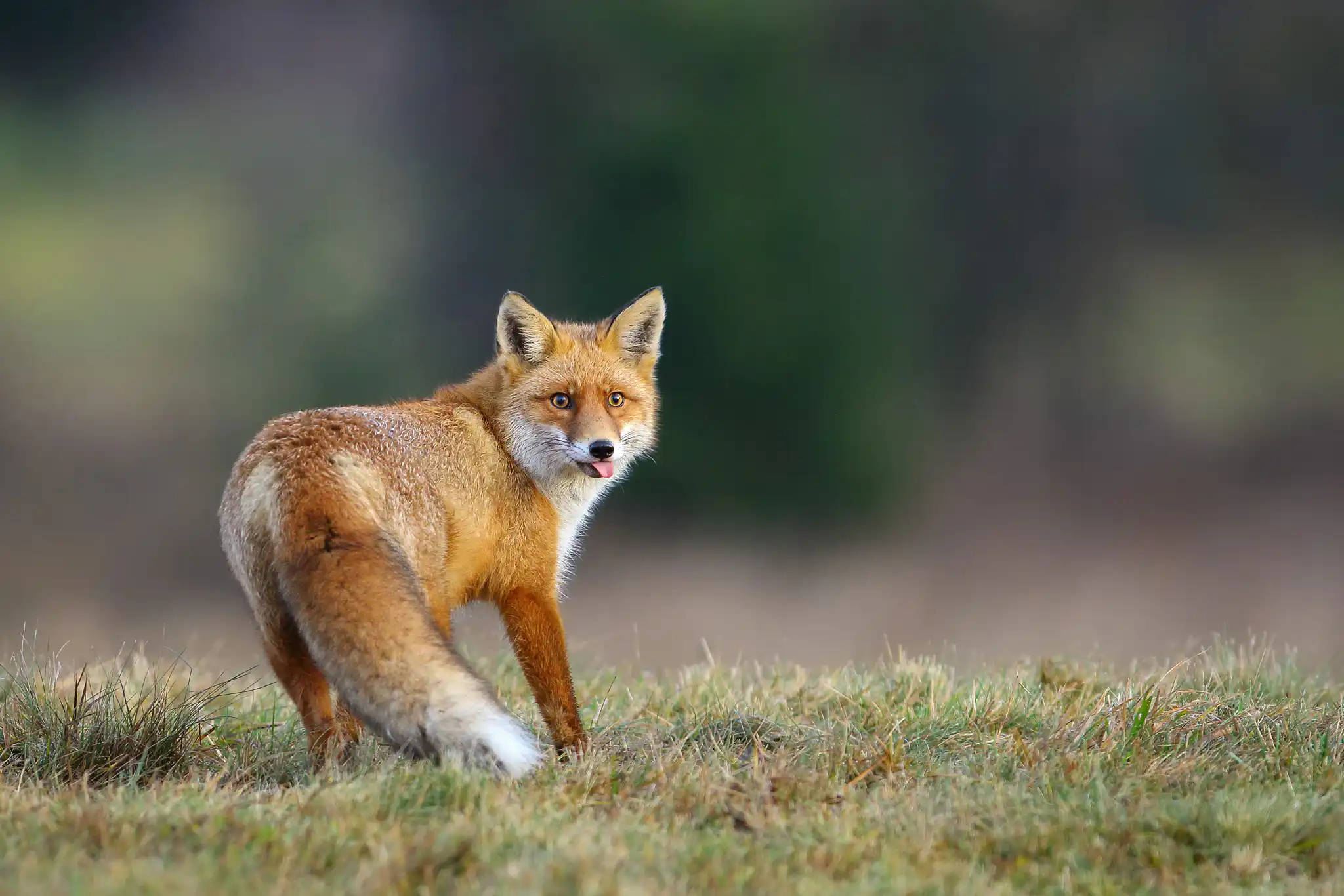 Líška hrdzavá ( Vulpes vulpes )
