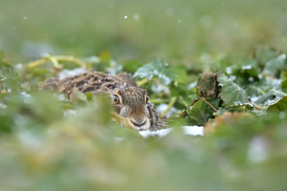Zajac poľný (Lepus europaeus)