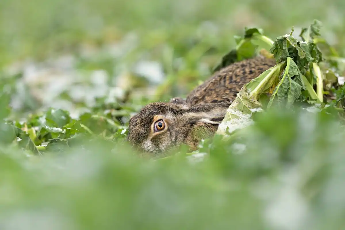 Zajac poľný (Lepus europaeus)
