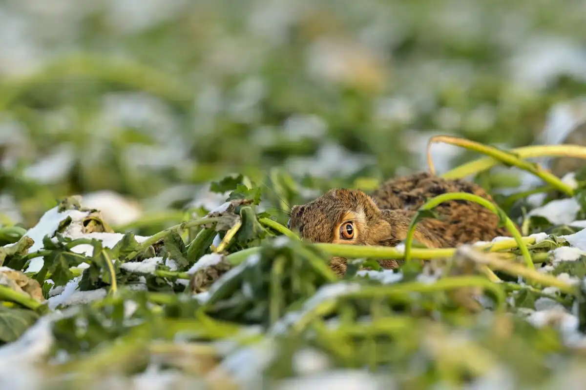 Zajac poľný (Lepus europaeus)