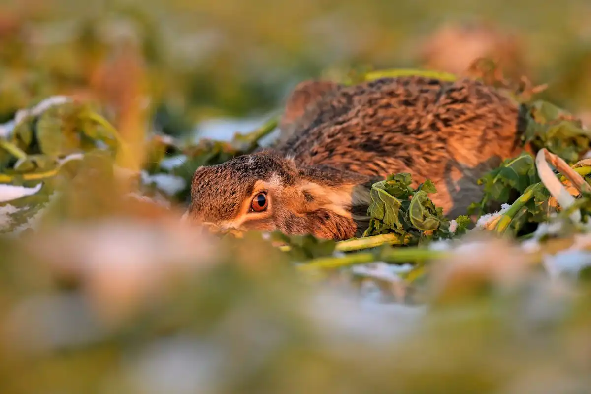 Zajac poľný (Lepus europaeus)